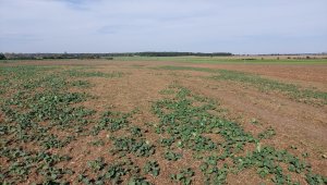 rzepak LG ambassador 03.10.2020