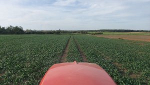 rzepak LG ambassador 3.10.2020