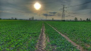 rzepak LG architekt 02.10.2020