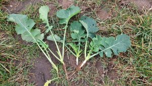 rzepak LG architekt 04.10.2020