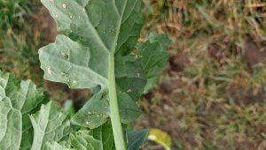 rzepak LG architekt 04.10