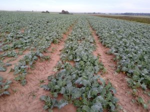 Rzepak ozimy KWS Factor 