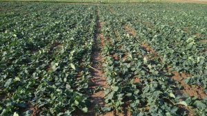 Rzepak ozimy PT264 F1