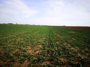 Rzepak Glorietta / Aganos