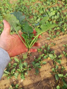 Rzepak Glorietta / Aganos