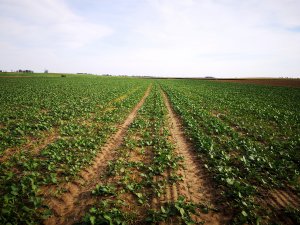 Rzepak Glorietta / Aganos