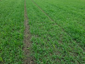 Pszenica ozima sailor