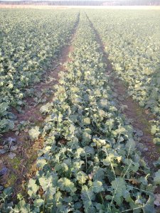 Duke + LG Ambassador