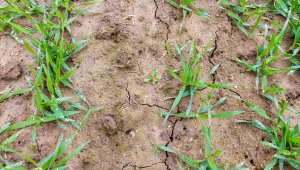 Chwasty w jęczmieniu