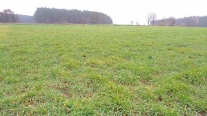 Jęczmień hybrydowy Hyvido Wootan