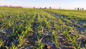 Jęczmień ozimy 21.11.2020