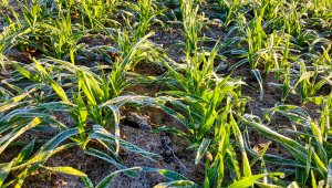 Jęczmień ozimy 21.11.2020