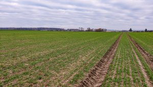 Jęczmień ozimy LG Veronika 28.11.2020