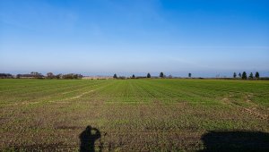 Jęczmień ozimy LG Veronika i Padura - 13.11.2020