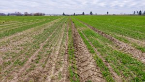 Jęczmień ozimy LG Veronika i Padura - 28.11.2020