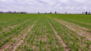 Jęczmień ozimy Padura 28.11.2020