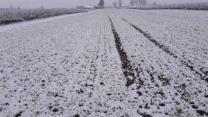 Jęczmień Sandra 29.11.2020