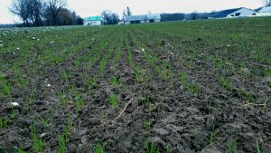 Pszenica Euforia 21.11.2020