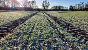 Pszenica ozima LG Jutta - 21.11.2020