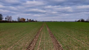 Pszenica ozima LG Jutta 28.11.2020