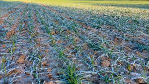 Pszenica ozima RGT Metronom - 21.11.2020