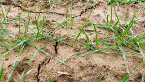 Pszenica ozima RGT Metronom - 28.11.2020