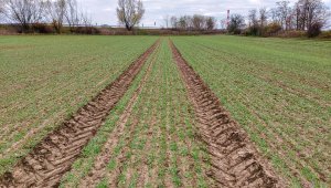 Pszenica ozima RGT Metronom - 28.11.2020