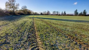 Pszenica ozima RGT Provision - 21.11.2020