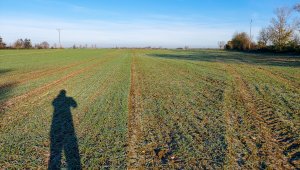 Pszenica ozima Su Mangold 21.11.2020