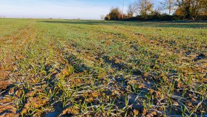 Pszenica ozima Su Mangold 21.11.2020