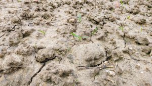 Pszenica ozima TOP JOA - 28.11.2020