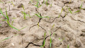 Pszenica SU Mangold - 28.11.2020