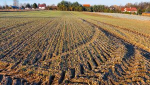 Pszenica TOP JOA - 21.11.2020