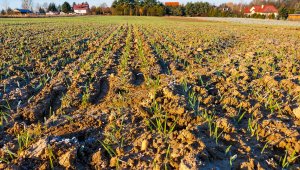 Pszenica TOP JOA - 21.11.2020