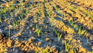 Pszenica TOP JOA - 21.11.2020