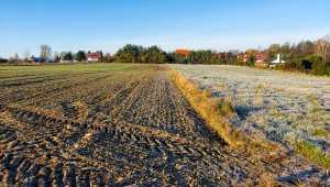 Pszenica TOP JOA - 21.11.2020