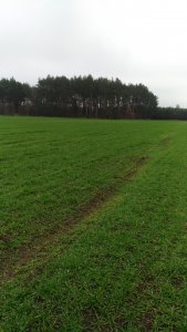 Pszenżyto Belcanto.