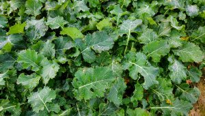 Rzepak ozimy LG Architekt - 28.11.2020