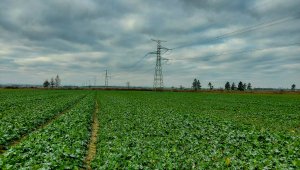 Rzepak ozimy LG Architekt - 28.11.2020