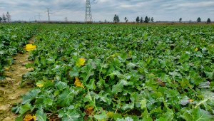 Rzepak ozimy LG Architekt - 28.11.2020