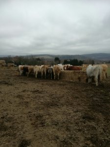  Karmienie wysłodkami stada