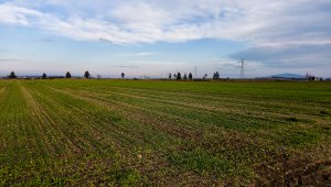 Jęczmień ozimy 06.12.2020