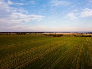 Jęczmień ozimy 06.12.2020