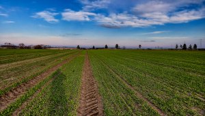 Jęczmień ozimy 06.12.2020