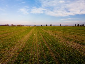 Jęczmień ozimy 06.12.2020