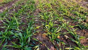 Jęczmień ozimy 06.12.2020