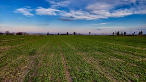 Jęczmień ozimy 06.12.2020