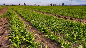 Jęczmień ozimy 06.12.2020