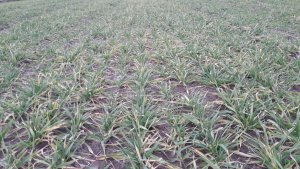 Jęczmień Sandra 06.12.2020