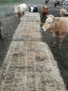 karmienie na pastwisku